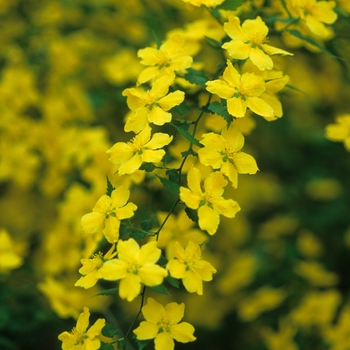 Kerria japonica '' (033106)