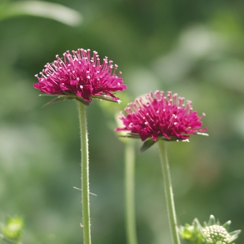 Knautia macedonica '' (033126)