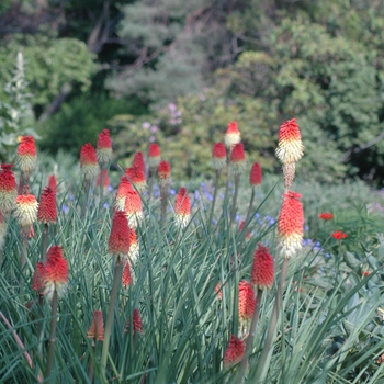 Kniphofia uvaria 'Early Hybrids' (033127)