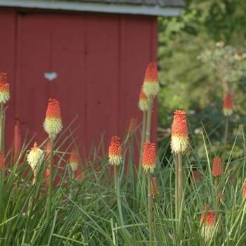 Kniphofia uvaria 'Early Hybrids' (033128)