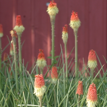 Kniphofia uvaria 'Early Hybrids' (033129)