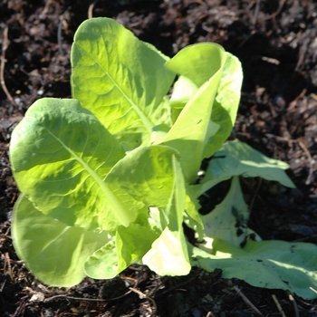 Lactuca sativa 'Buttercrunch' (033144)