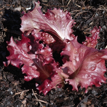 Lactuca sativa 'Galactic' (033148)