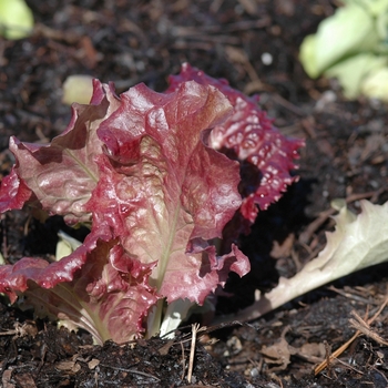 Lactuca sativa 'New Red Fire' (033152)