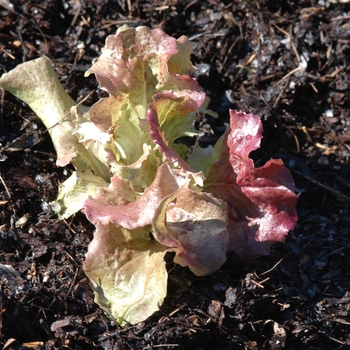 Lactuca sativa 'Red Sails' (033153)