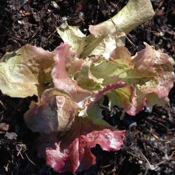 Lactuca sativa 'Red Sails' (033154)