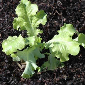 Lactuca sativa 'Salad Bowl' (033158)