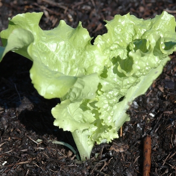 Lactuca sativa 'Two Star' (033160)