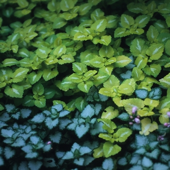 Lamium maculatum 'Pink Pewter' (033183)