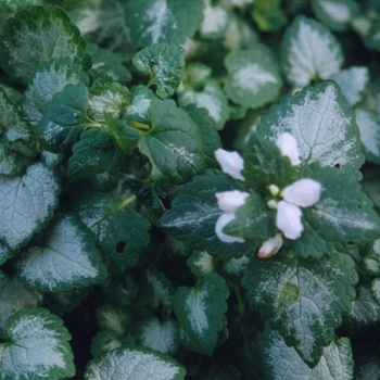 Lamium maculatum 'White Nancy' (033187)