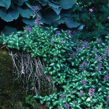 Lamium maculatum 'Pink Pewter' (033188)