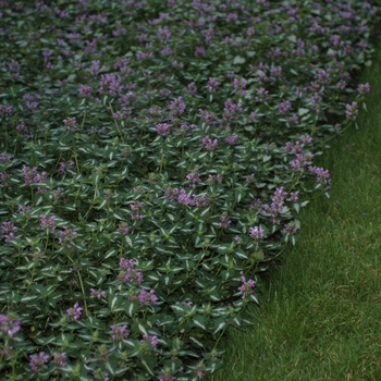 Lamium maculatum 'Shell Pink' (033189)