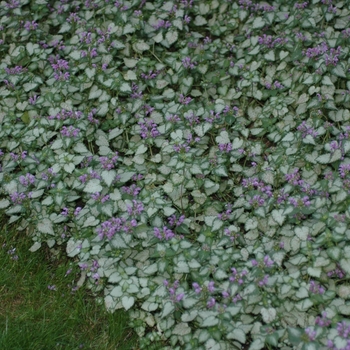 Lamium maculatum 'Shell Pink' (033190)