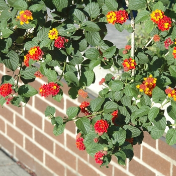 Lantana camara 'Miss Huff' (033191)