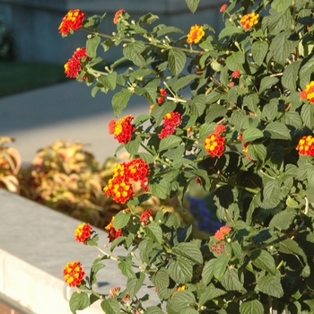 Lantana camara 'Miss Huff' (033192)