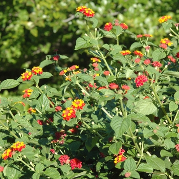 Lantana camara 'Miss Huff' (033193)