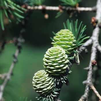 Larix kaempferi '' (033202)