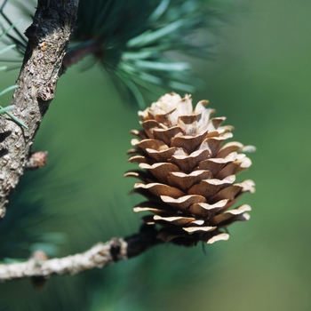 Larix kaempferi '' (033203)