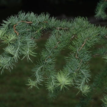 Larix kaempferi 'Diana' (033205)