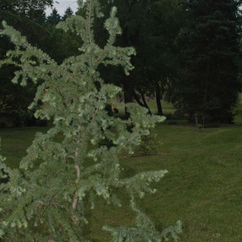 Larix kaempferi 'Diana' (033206)