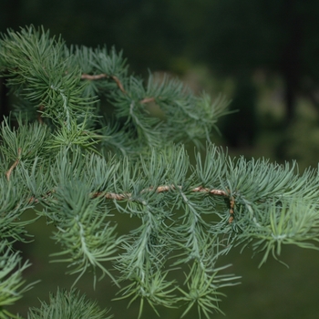 Larix kaempferi 'Diana' (033207)