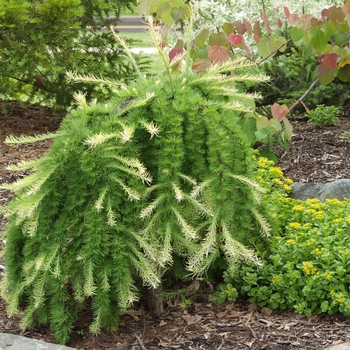 Larix decidua 'Pendula' (033209)