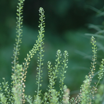 Lepidium virginicum '' (033221)