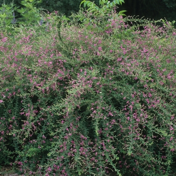 Lespedeza thunbergii '' (033222)