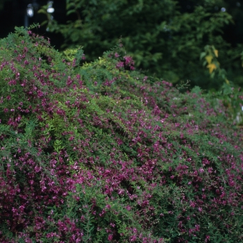 Lespedeza thunbergii '' (033223)