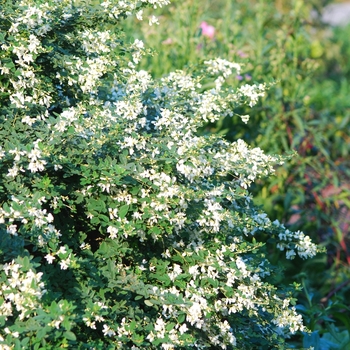 Lespedeza thunbergii 'Albiflora' (033225)