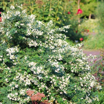 Lespedeza thunbergii 'Albiflora' (033226)