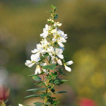 Lespedeza thunbergii 'Albiflora' (033227)