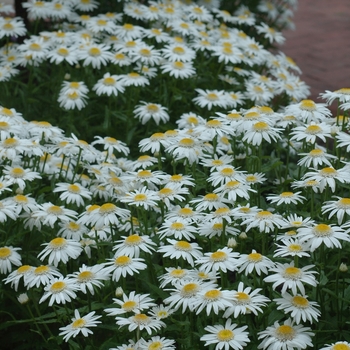 Leucanthemum x superbum 'Angel' (033229)