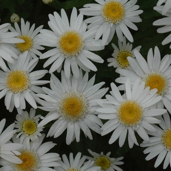 Leucanthemum x superbum 'Angel' (033230)