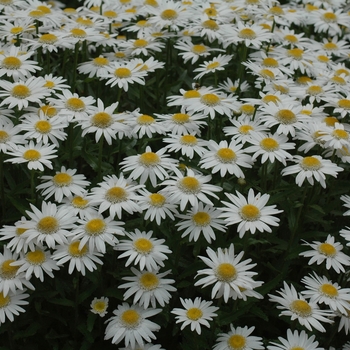 Leucanthemum x superbum 'Angel' (033231)