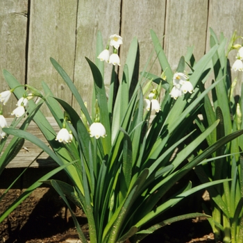 Leucojum aestivale '' (033232)