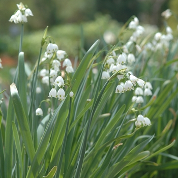 Leucojum aestivum '' (033234)