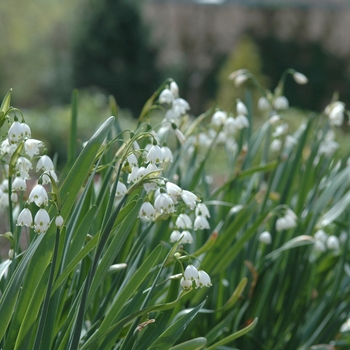 Leucojum aestivum '' (033235)