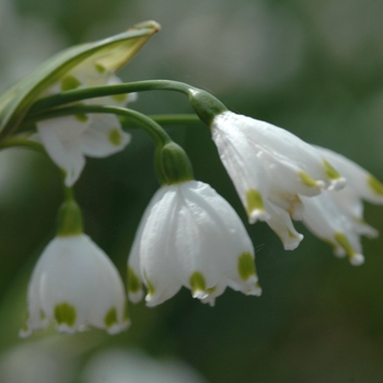 Leucojum aestivum '' (033236)