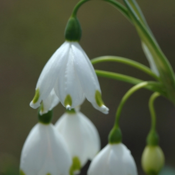 Leucojum aestivum '' (033238)