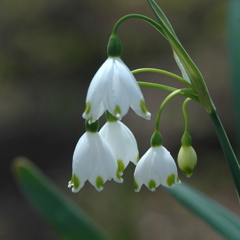 Leucojum aestivum '' (033239)