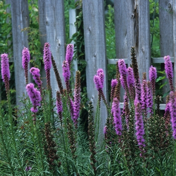 Liatris spicata '' (033242)