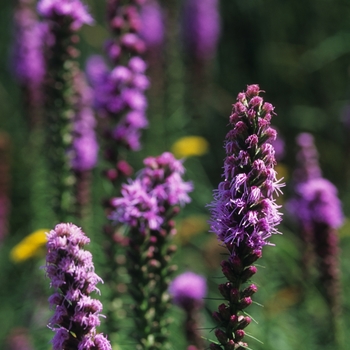 Liatris spicata '' (033243)