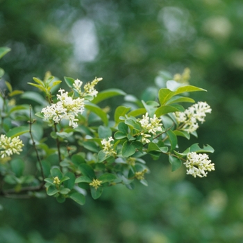 Ligustrum x ibolium '' (033255)