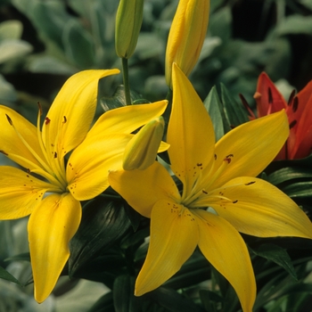 Lilium '' (033256)