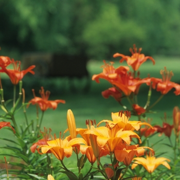 Lilium '' (033258)