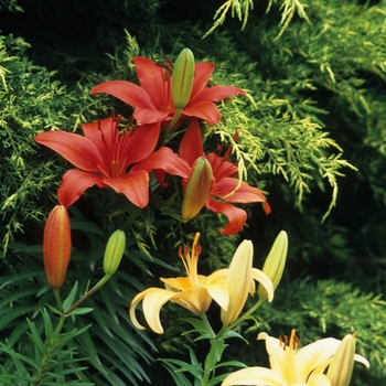 Lilium 'Buff Pixie' (033261)