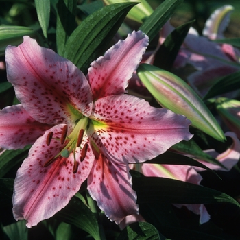 Lilium 'Ready' (033265)