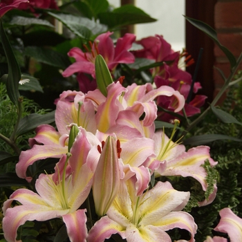 Lilium '' (033269)