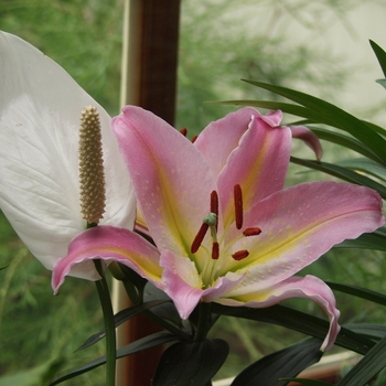 Lilium '' (033271)